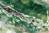 Polished Green-White Opal Slab - Western Australia #132921-1